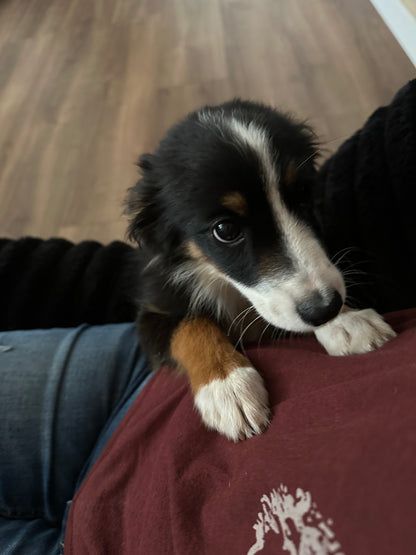 "Dice" - registered mini Australian Shepherd