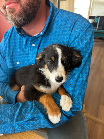 "Dice" - registered mini Australian Shepherd