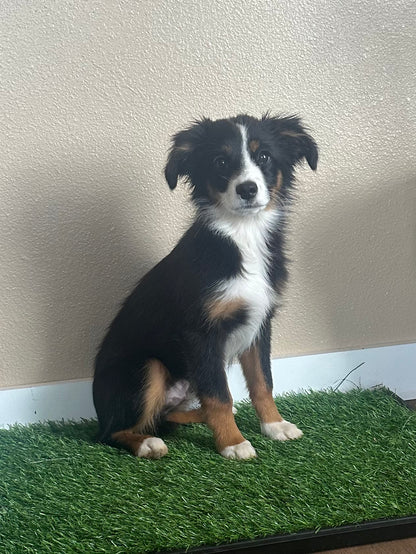 "Dice" - registered mini Australian Shepherd