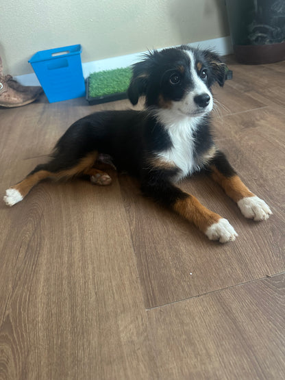 "Dice" - registered mini Australian Shepherd